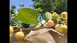 شجرة البمبر العراقي أو المصري (2)