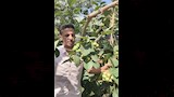 شجرة البمبر العراقي أو المصري (1)