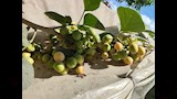شجرة البمبر العراقي أو المصري (6)