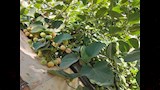 شجرة البمبر العراقي أو المصري (5)