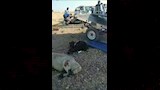 تصادم عنيف بين سيارة ميكروباص وتروسيكل (3)