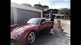 أسطول سيارات كريستيانو رونالدو الفاخرة (8)