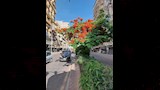 تقليم وزراعة أحواض الزينة بدمنهور (6)