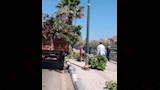 تقليم وزراعة أحواض الزينة بدمنهور (5)
