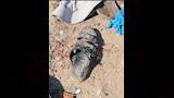 آثار حادث سيارة العمال بالإسماعيلية (7)