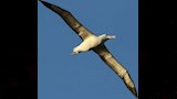 طيور القطرس1