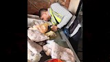 ضبط لحوم منتهية الصلاحية