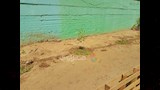 تشجير شوارع الناصرية