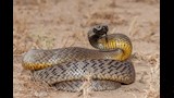 تايبان الداخلية ( Oxyuranus microlepidotus )