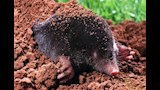 الخلد الأوروبي ( Talpa europaea )