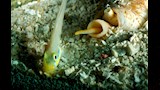 حلزون المخروط (بما في ذلك Conus magnus )
