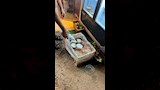 ضبط وإعدام أغذية غير صالحة 