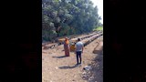 المنحل في الأراضي الزراعية_1