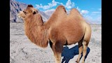 جمل ذو سنامين بري