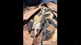 اسماك مجهولة 