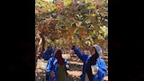 كيف تتحول عناقيد المنيا إلى زبيب للتصدير؟ (16)