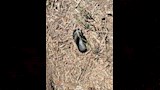 آخر ما تبقى من ضحايا الحادث_2_9