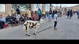خراف مزينة بالورود ونذور وفاء.. مشاهد مميزة من احتفالات دير درنكة بأسيوط  (7)