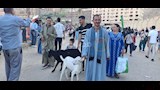 خراف مزينة بالورود ونذور وفاء.. مشاهد مميزة من احتفالات دير درنكة بأسيوط  (11)
