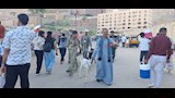 خراف مزينة بالورود ونذور وفاء.. مشاهد مميزة من احتفالات دير درنكة بأسيوط  (12)