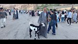 خراف مزينة بالورود ونذور وفاء.. مشاهد مميزة من احتفالات دير درنكة بأسيوط  (16)