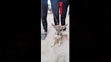 الأطفال مع الحيوان الهجين