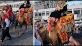 لمؤازرة محمد صلاح.. مشجع يتجه للملعب بملابس فرعونية على ظهر جمل (فيديو)