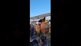 مشجع طرابزون بالملابس الفرعونية