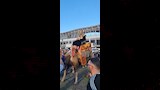 مشجع طرابزون بالملابس الفرعونية