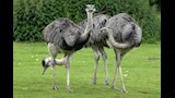 20 صورة لأضخم 9 طيور في العالم.. أحجام هائلة 