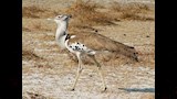الحبارى الكوري.. 18 كيلوجراما