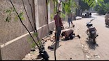 زراعة 50 شجرة بنسيانا بقرية بالمنوفية