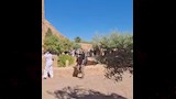 الأفواج السياحية 