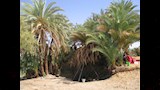 عزيب الحفر  (3)