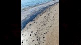 تلوث زيتي 