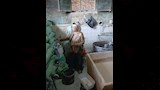 الدقيق المدعم_1