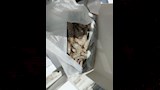 ضبط كميات كبيرة من الجمبري العُماني منتهي الصلاحية ٢