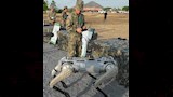 روبوت بأربع أرجل يستخدم في الجيش الصيني
