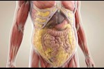 حرق الدهون الحشوية- عادة مريحة تخلصك منها نهائيًا      