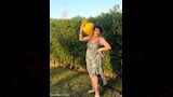 لبلبة تحمل قلة على كتفها