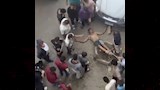 فيديو ضرب وسحل لص بالمهندسين 