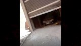 عصابة السرقة الهوليودية بالقلج