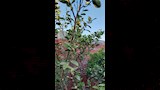 ليمون مصر 25