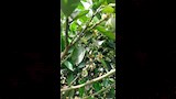 ليمون مصر 25