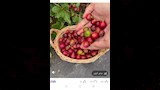 جوافة بحجم الكريز وطعم الفراولة (6)