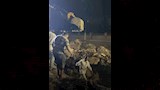 بالصور.. الدفع بمعدات ثقيلة للسيطرة على كسر في ماسورة مياه بمحيط معبد الأقصر