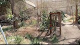زراعة فاكهة التنين في المنيا  (3)