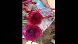 زراعة فاكهة التنين في المنيا  (6)