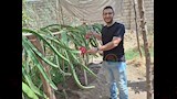 زراعة فاكهة التنين في المنيا  (8)