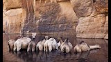 محمية وادي الجمال بمرسى علم (1)